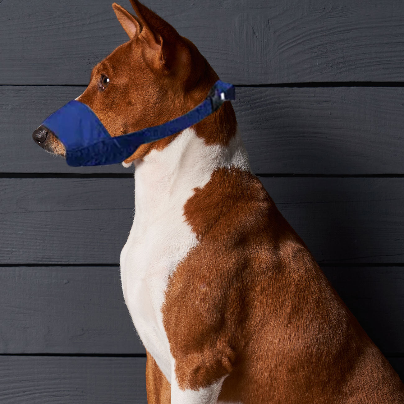 Four fashion flags dog muzzle